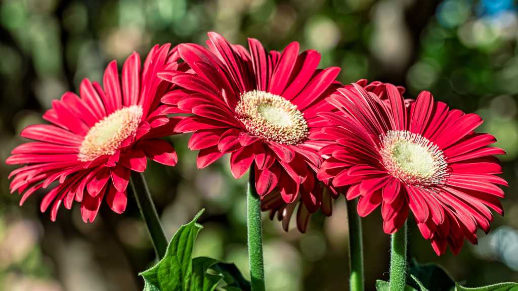 Gerbera ist eine Terrassenpflanze, die bei starker Sonneneinstrahlung zur Höchstform aufläuft.