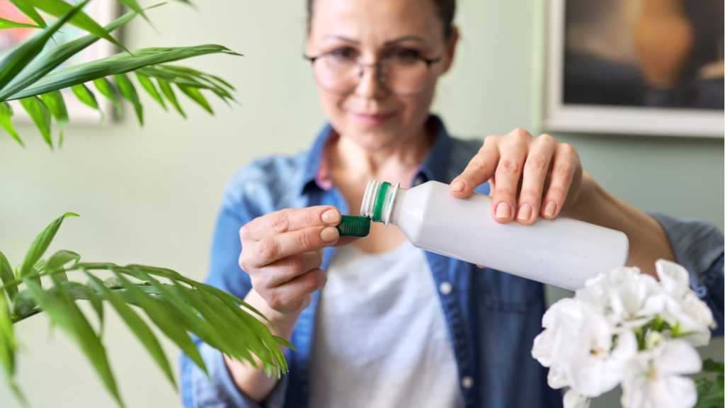 Zimmerpflanzen haben in der Blühphase einen erhöhten Nährstoffbedarf.