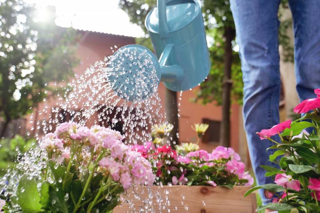 Person gießt mit der Gießkanne Blumen