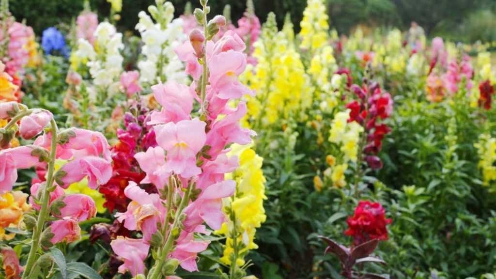 Gladiolen in verschiedenen Farben