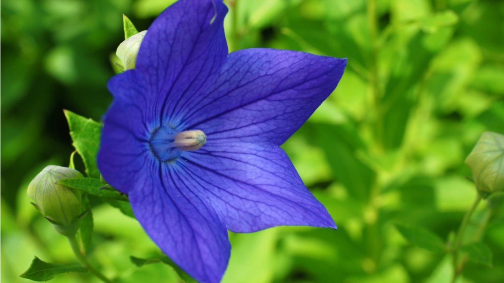 Die Glockenblume verträgt trockene Böden.