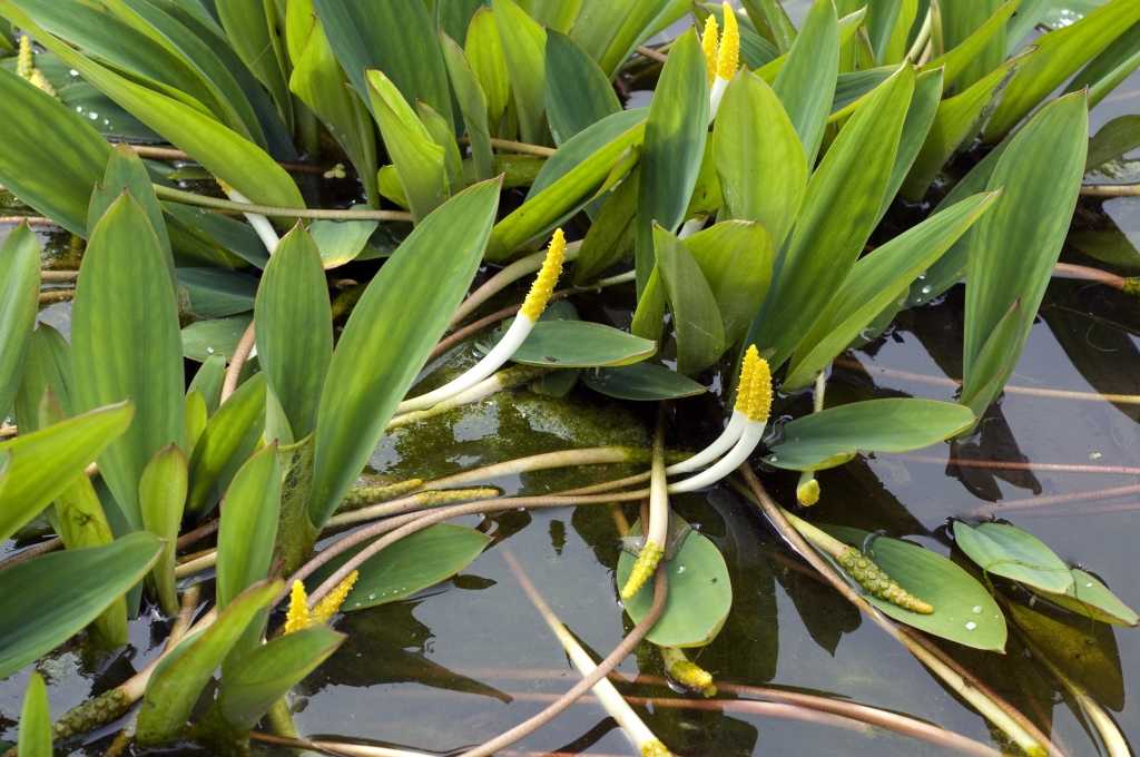 Goldkeule