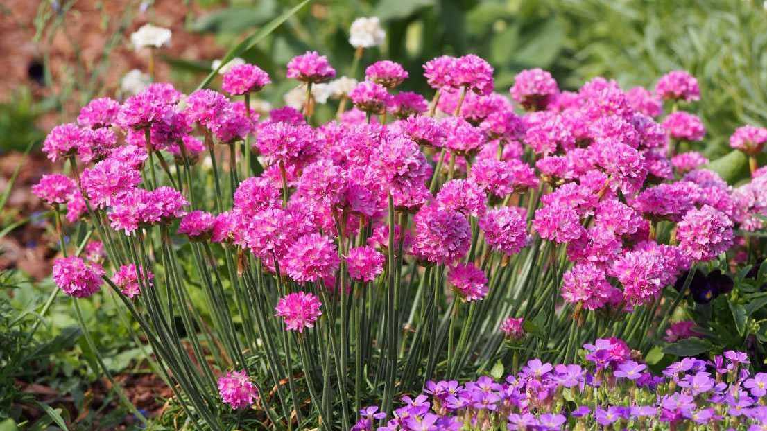 Die Grasnelke ist ein Bodendecker blühend winterhart, der perfekt in Ihren Garten passt.