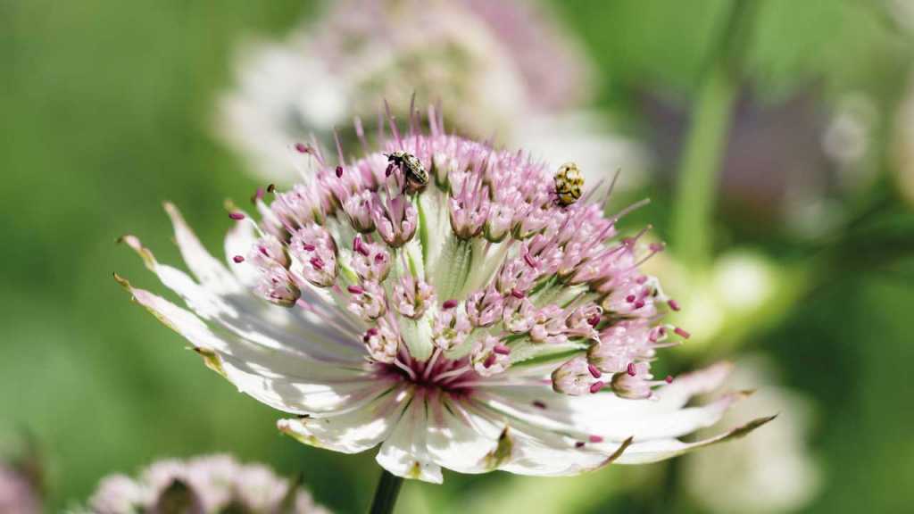 Die große Sterndolde ist eine bienenfreundliche Pflanze winterhart und überzeugt mit ihren wunderschönen Blüten.