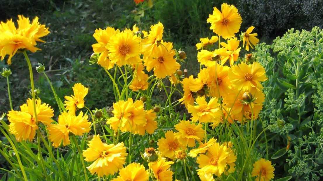 Großblütiges Mädchenauge (Coreopsis grandiflora)