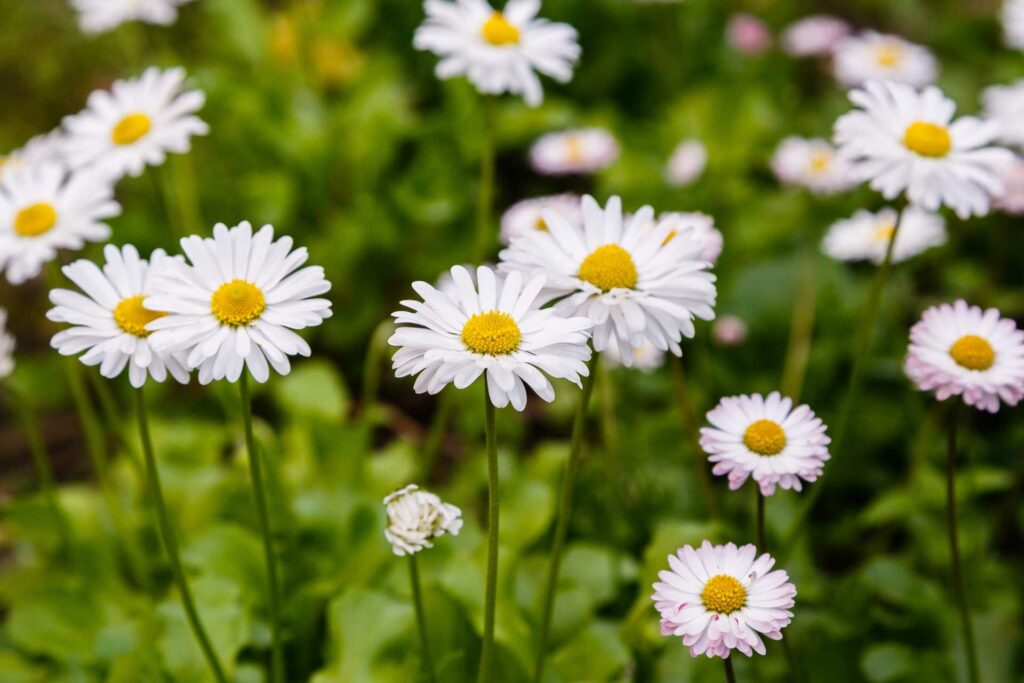 Gänseblümchen