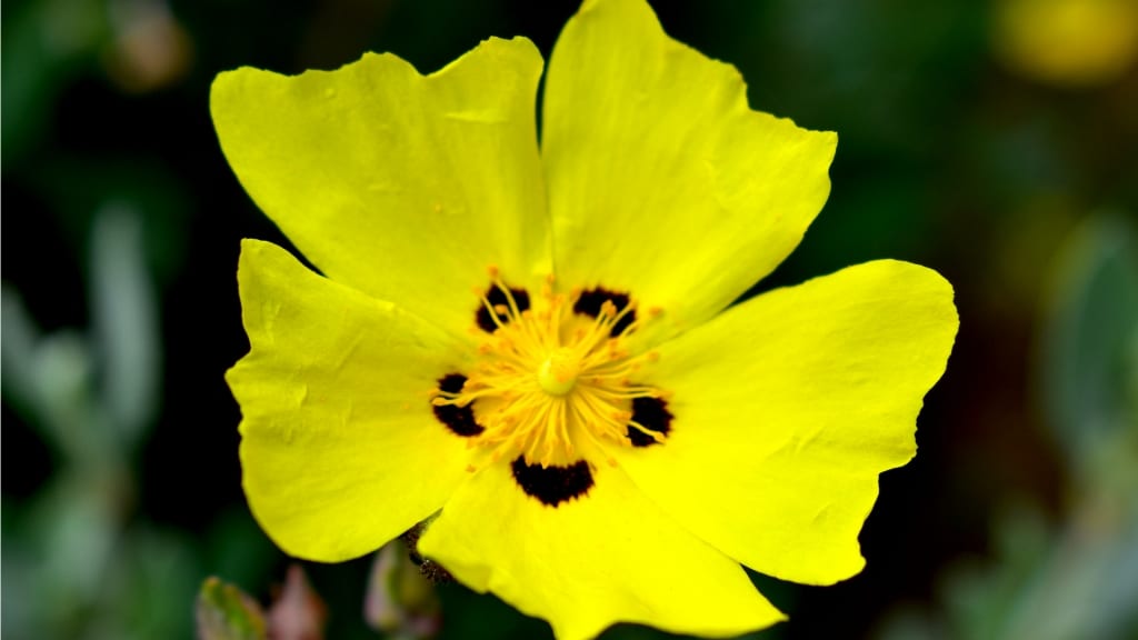 Die Blüte einer Halimium