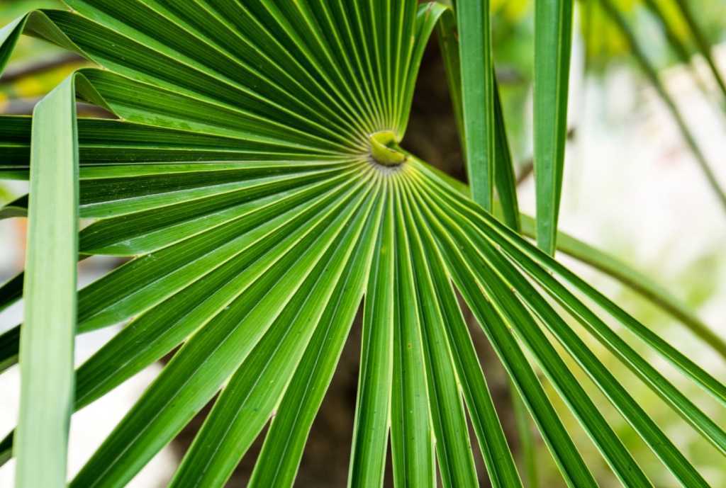 Auch die Hanfpalme ist eine wunderschöne und gleichzeitig robuste und wunderschöne Zimmerpflanze.