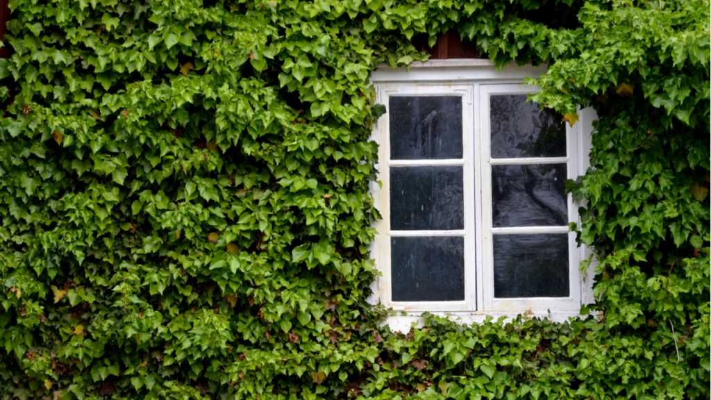 Bei stark wuchernden Pflanzen ist im Garten höchste Vorsicht geboten.