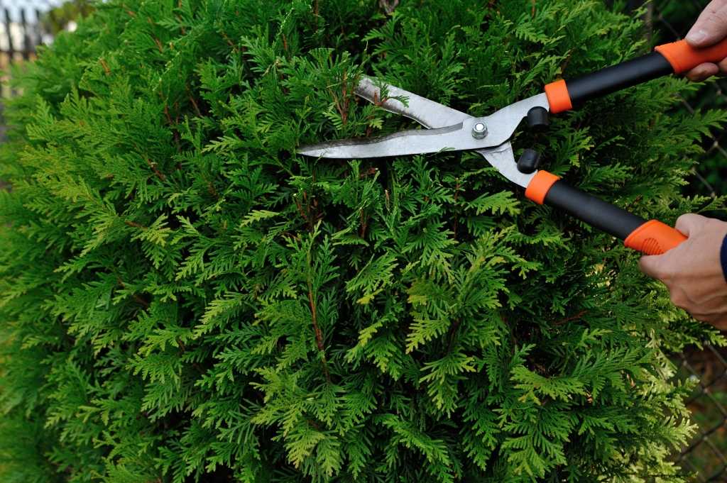 Hecke wird geschnitten