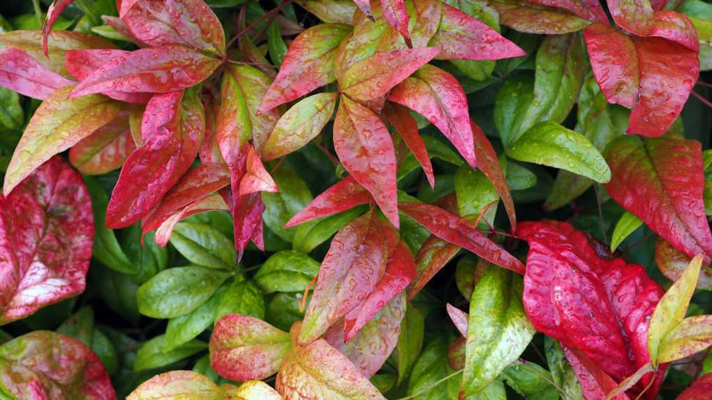 Ein Meister der Herbstfarben und roter Früchte ist der Heilige Bambus, Nandina domestica.