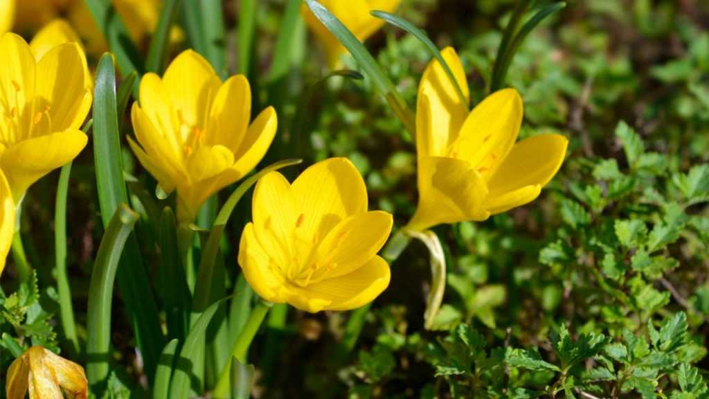 Gelber Herbst Goldbecher (Goldkrokus)