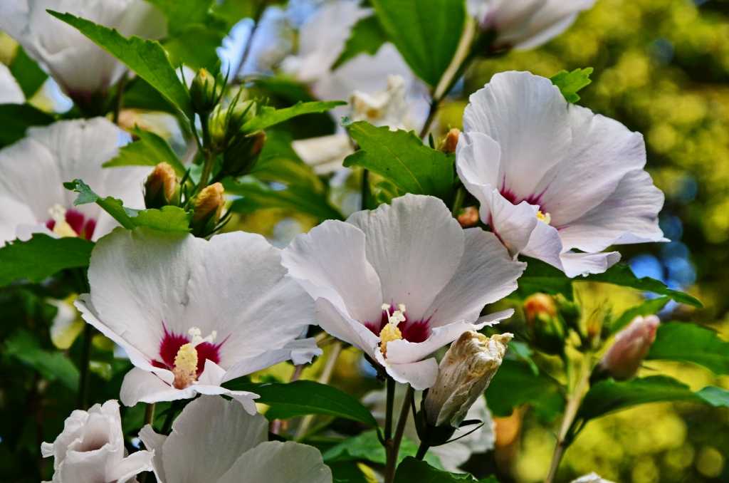 Hibiscus moscheutos