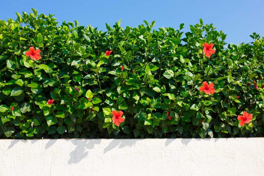 Blühende Hibiskus Hecke