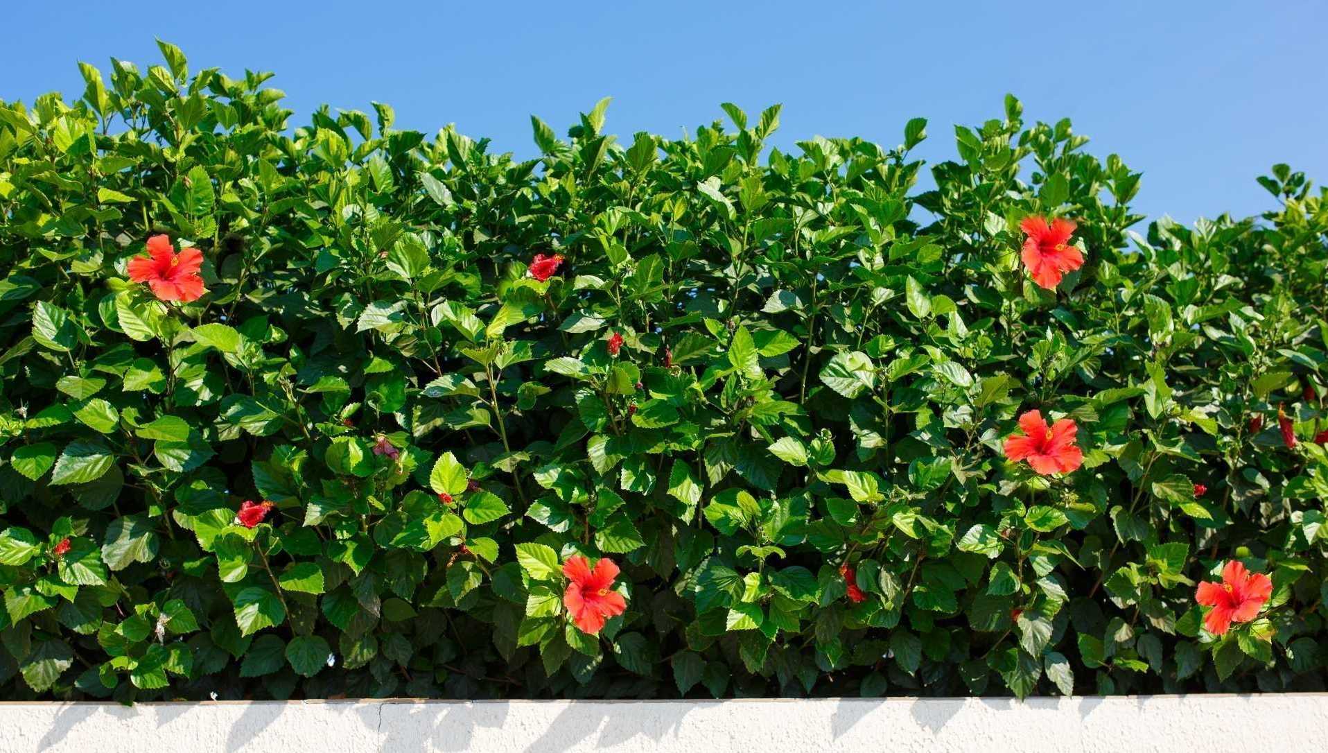 Blühende Hibiskus Hecke