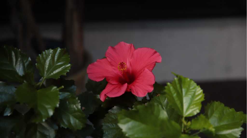 Das Hibiskus Überwintern ist nicht ganz mühelos und erfordert einige Pflege.