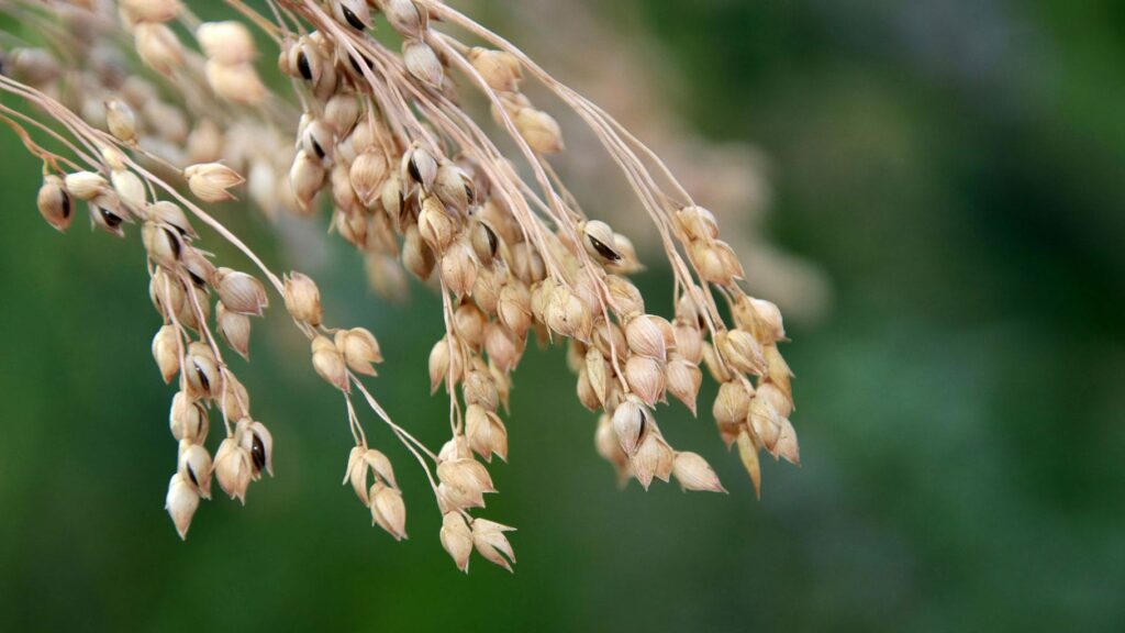Hirse im Rasen