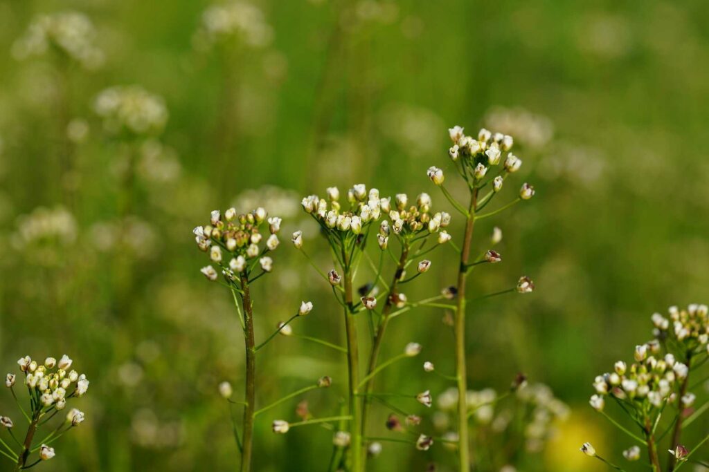 Hirtenäschel