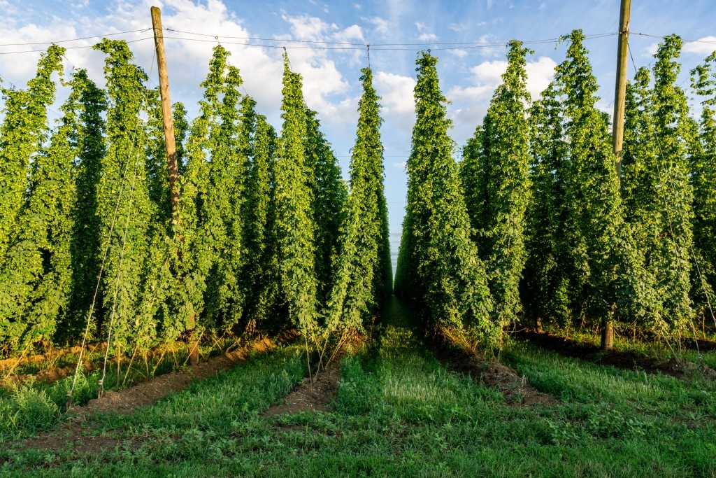Hopfen