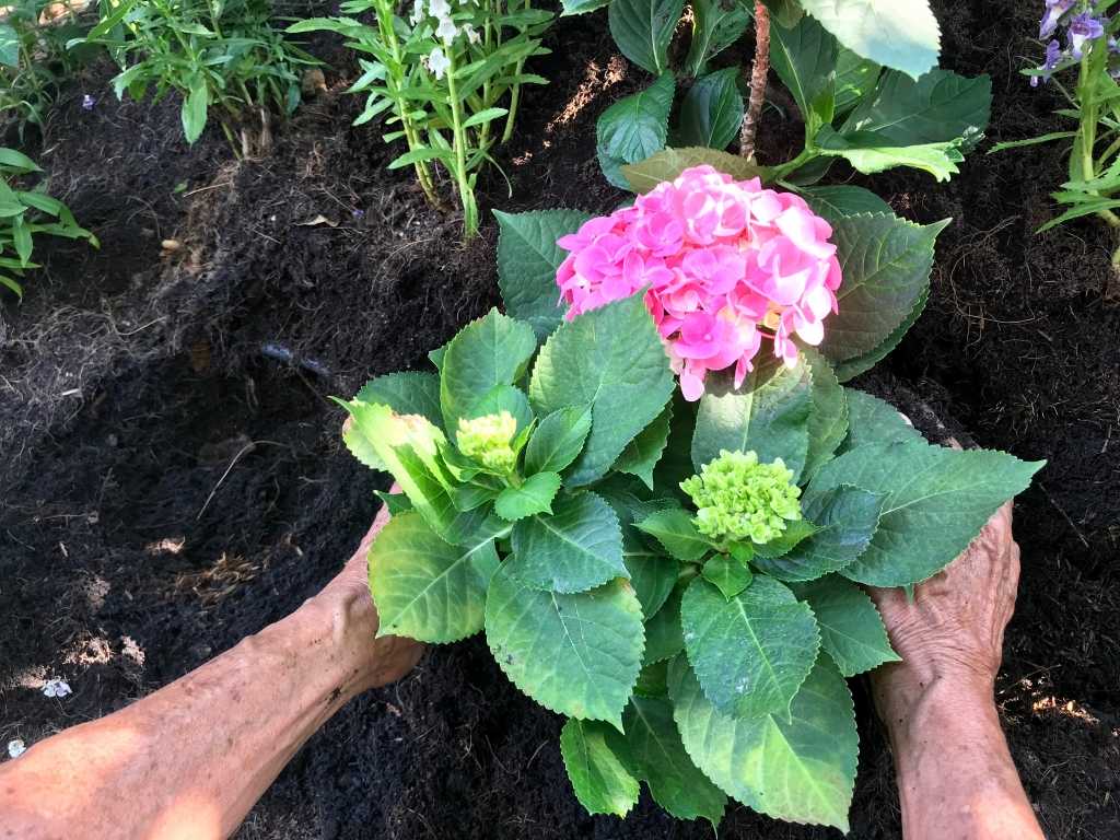 Hortensienpflege