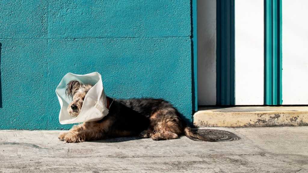 Bevor andere Gründe in Betracht gezogen werden, sollte der Gesundheitszustand des Hundes überprüft werden. Wenn ein Hund nicht frisst, kann dies auch auf Verletzungen oder Erkrankungen zurückgeführt werden.