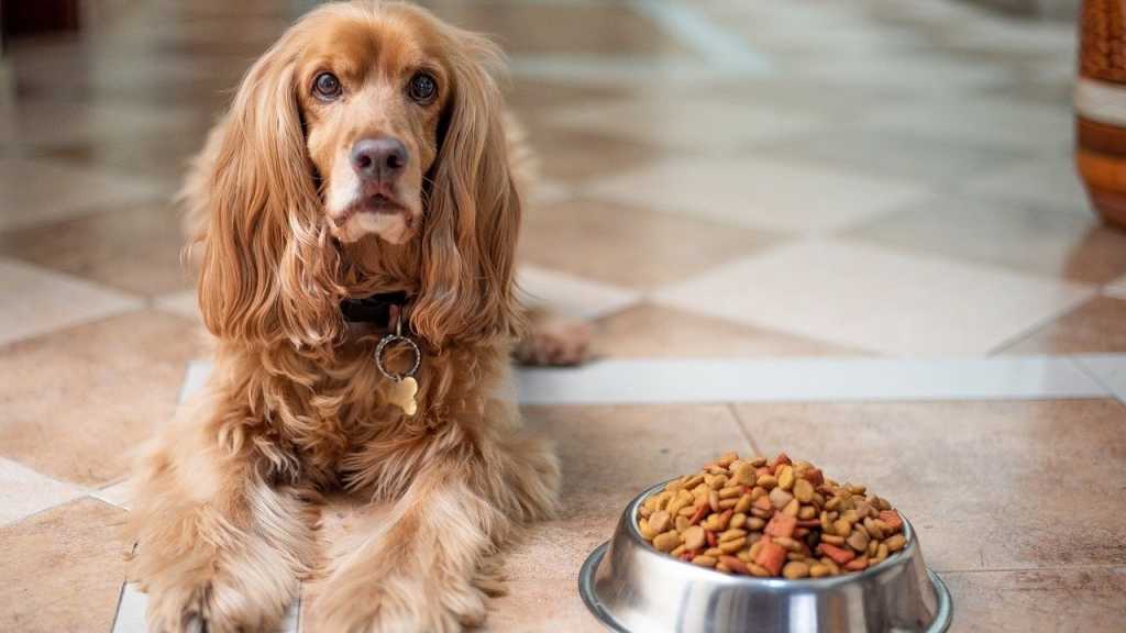 Stellst du deinem Hund zu viele Alternativen Verfügung, wird sich dein Hund dies merken. Wenn er dann das nächste Mal nicht frisst, erhofft er sich im Anschluss besseres Futter zu bekommen.