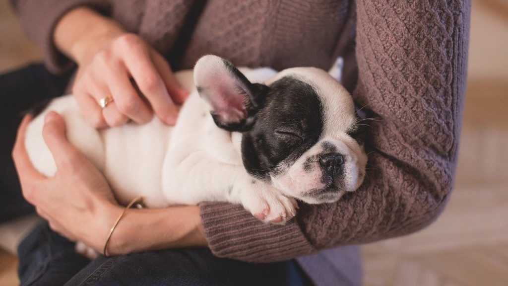 Frisst dein Hund nicht führt das häufig dazu, dass du ihm vermehrt Aufmerksamkeit schenkst. Hat der Hund dieses Verhalten durschaut, könnte er öfter Versuchen, durch die Verweigerung seines Futters deine Aufmerksamkeit zu erlangen.
