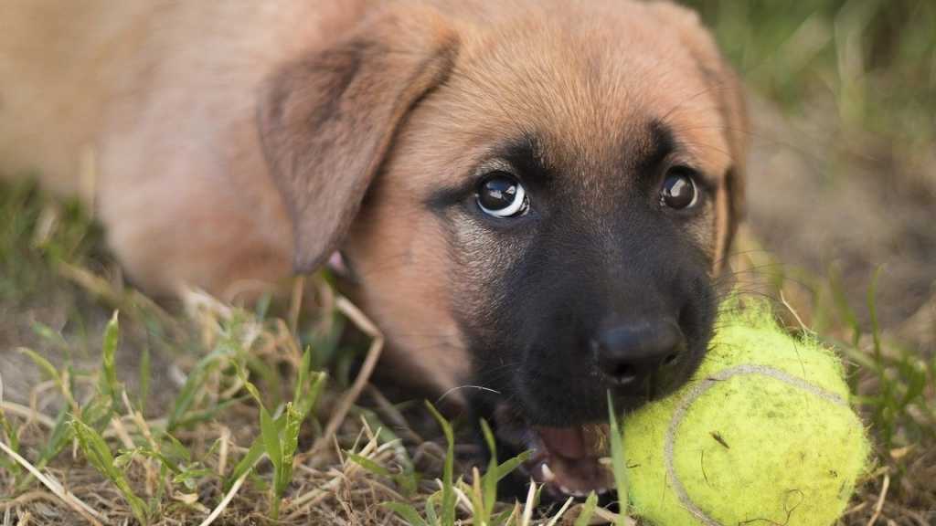 Befindet sich dein Hund in einem Alter, bei dem es zum Zahnwechsel kommt, kann dies auch der Grund für sein Essverhalten sein. In manchen Fällen kann es hier zu Zahnschmerzen kommen, die den Appetit hemmen.