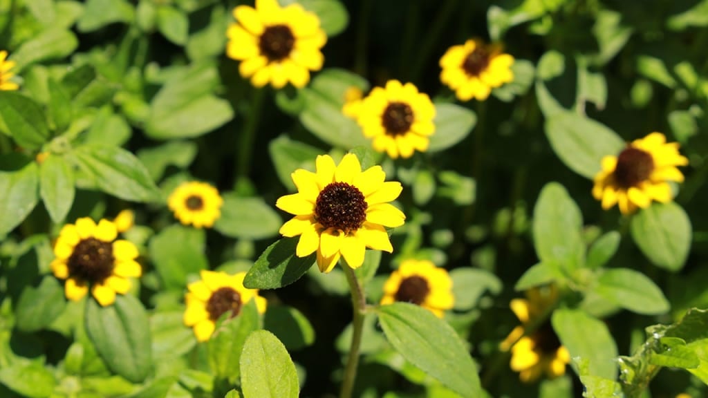 Der Husarenknopf (Sanvitalia procumbens) gehört zu den Korbblütern.