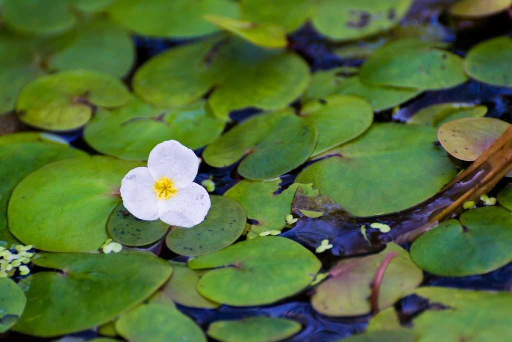 Hydrocharis morsus-ranae