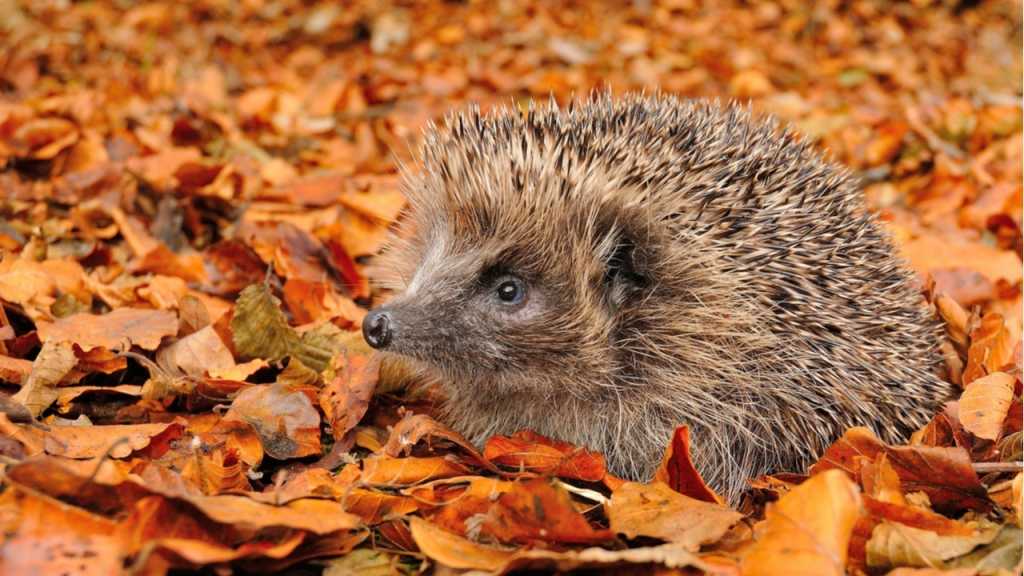 Igel fressen sich im Winter ein Fettpolster an.