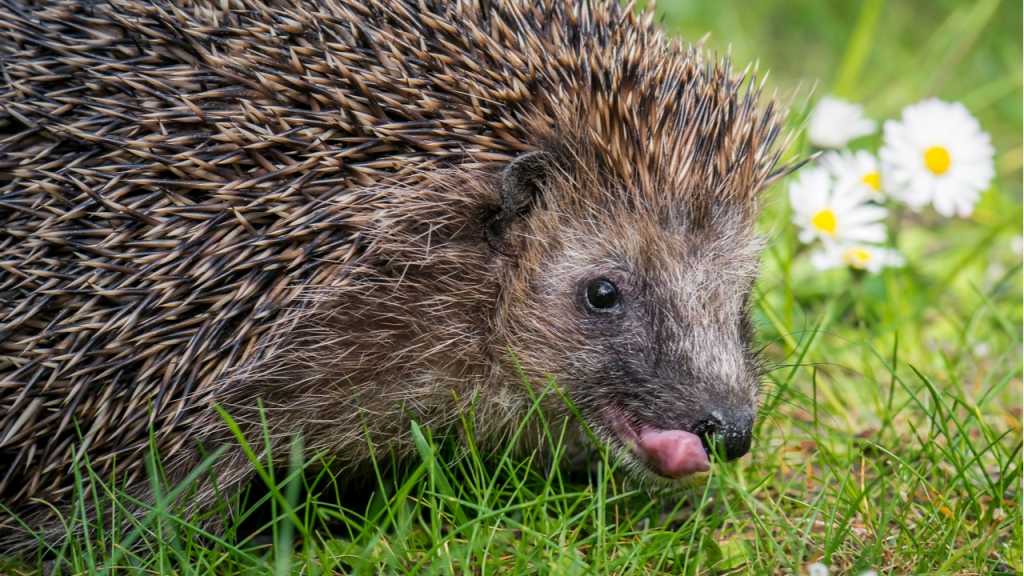 Igel haben ein breites Nahrungsspektrum.