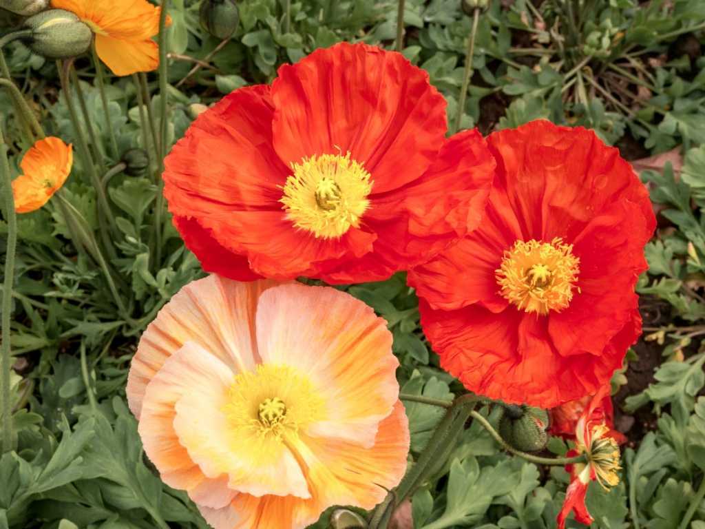 Auch Islandmohn gehört auf die Liste der winterharten Stauden Dauerblüher.