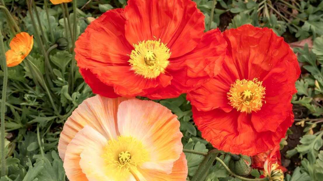 Islandmohn (Papaver nudicaule)