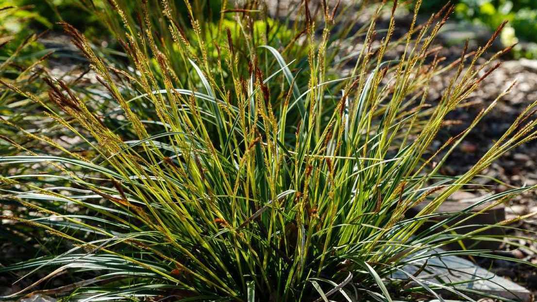 Die Japan-Segge ist ein Gras aus der Familie der Riedgräser. Es erreicht eine Höhe von 20 bis 40 Zentimetern.