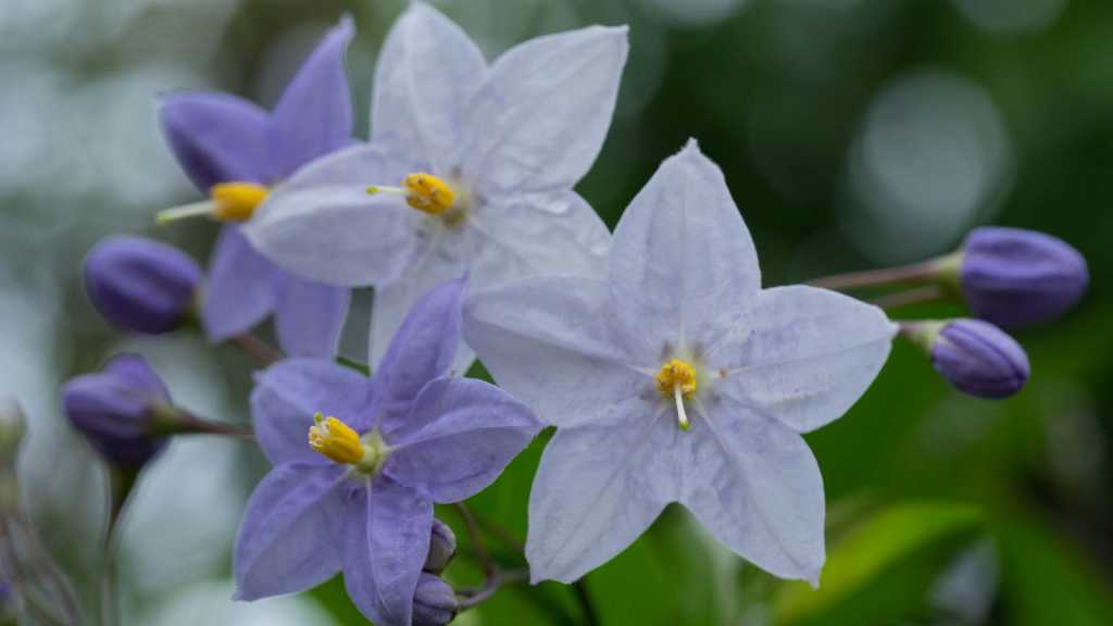 Jasmin-Solandum ist eine Terrassenpflanze, die sowohl in der Sonne, als auch im Halbschatten gedeiht.