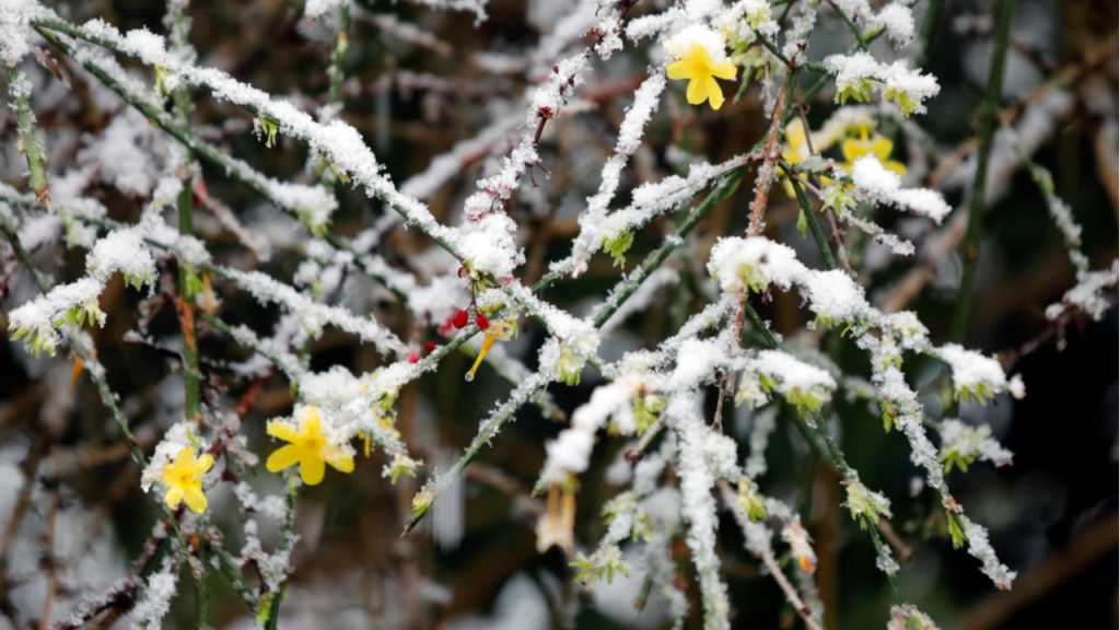 Der Winter-Jasmin Jasminum nudiflorum ist alleinig winterfest.