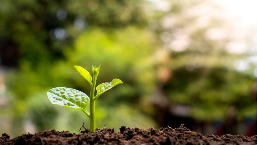 Jungpflanzen sollten nicht voreilig auf in das Beet eingesetzt werden.