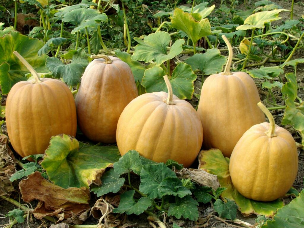 Kürbis
