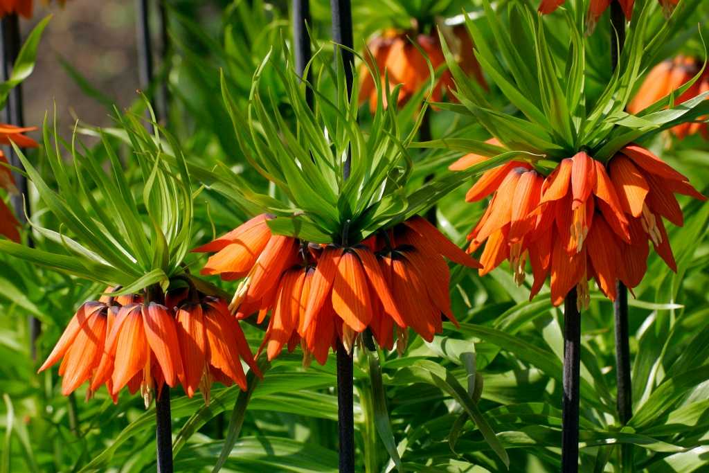 Kaiserkronen im Blumenbeet