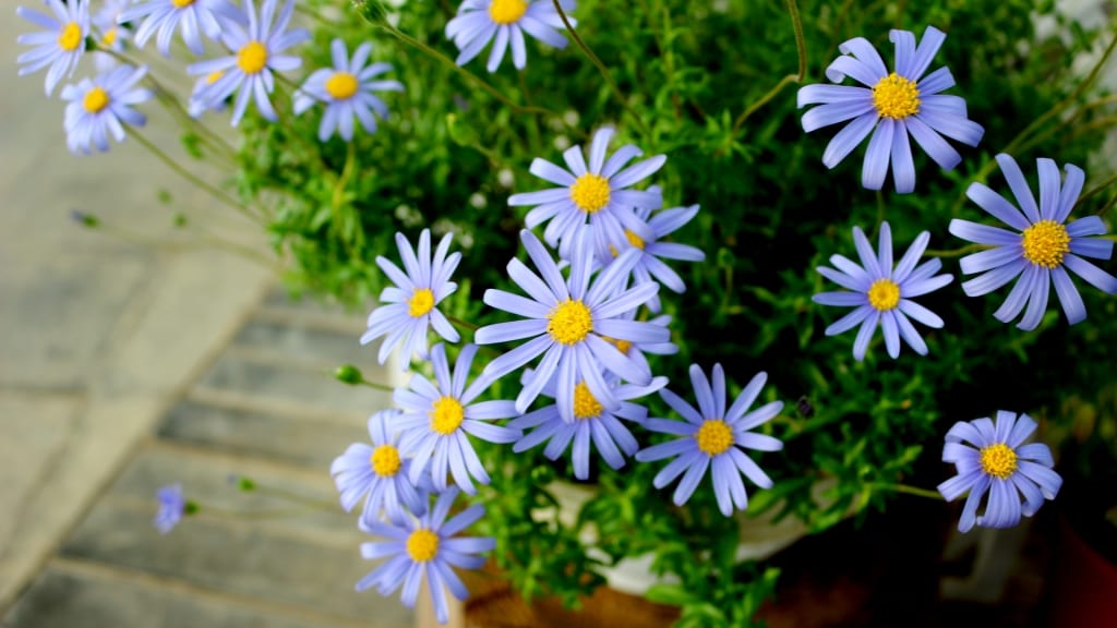 Die Blüten ähneln blauen Margariten und wirken vor allem auf Schmetterlinge attraktiv. Kap-Aster Pflege ist ganz leicht!
