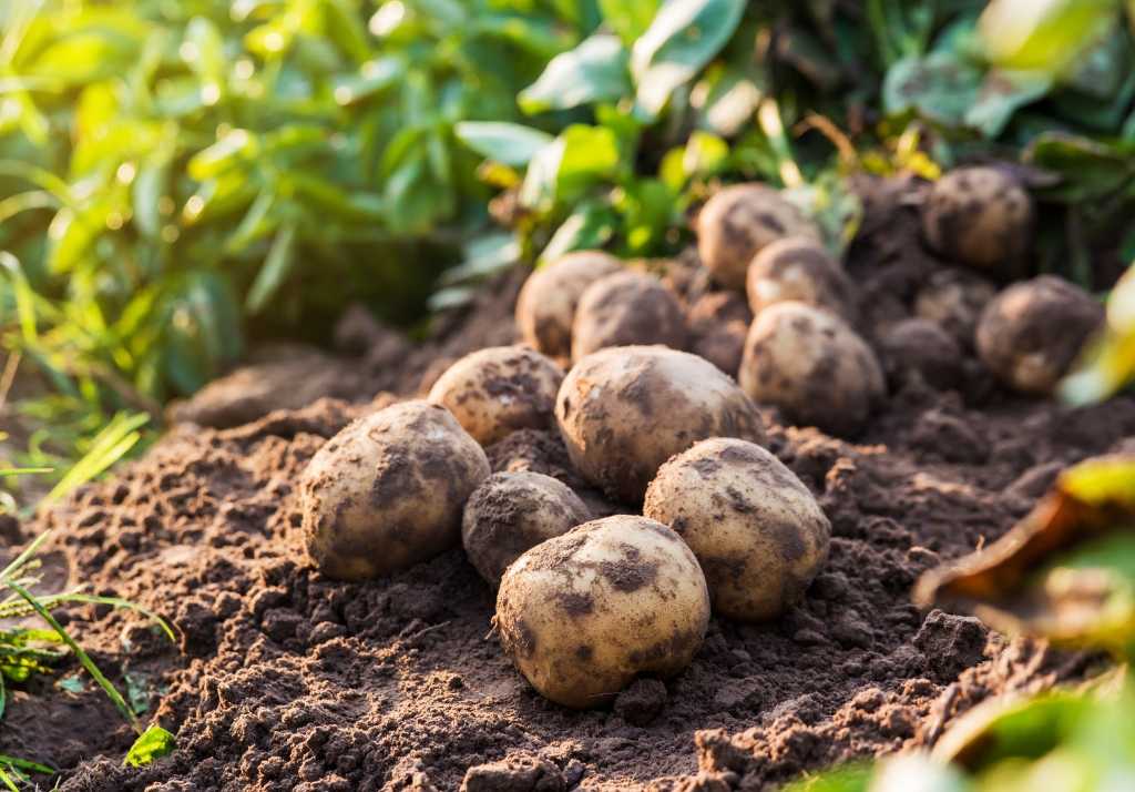 Kartoffeln liegen auf einem Feld
