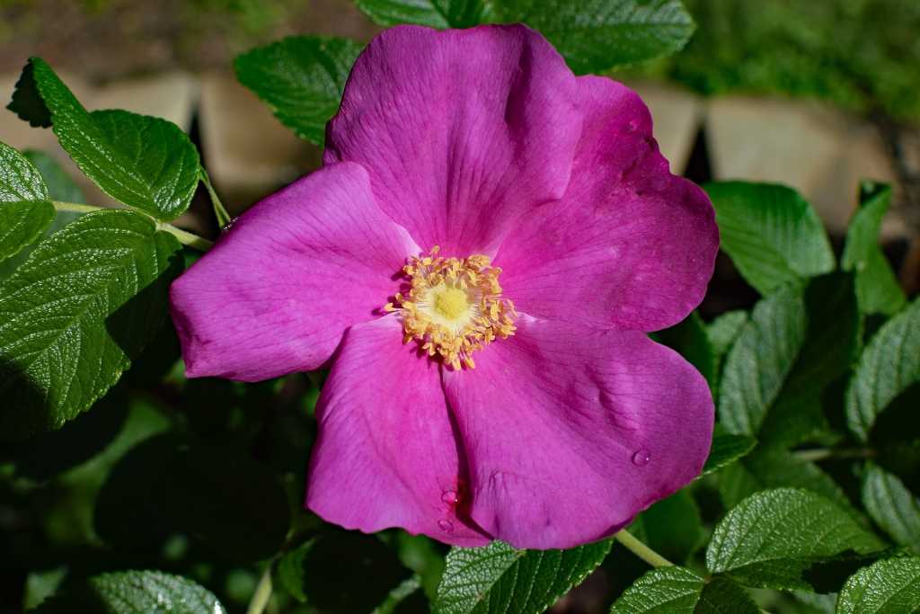 Die Kartoffelrose lockt Menschen und Tiere mit ihren rosaroten Blüten an.