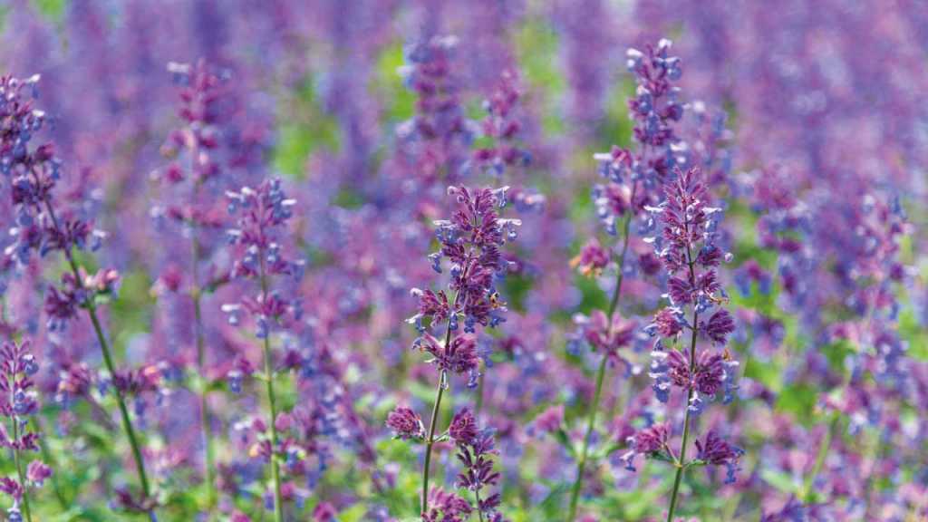 Bienenfreundliche Pflanzen winterhart? Die bienenfreundliche und winterharte Katzenminze ist aufgrund ihrer Blüte bis in den September eine typische Herbstpflanze.