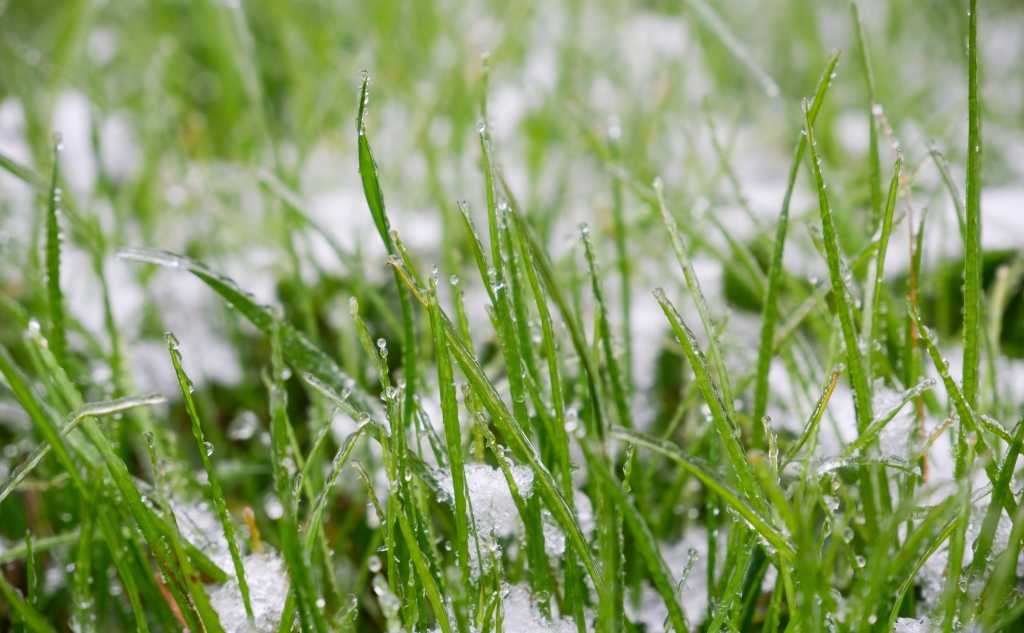 Frost im Gras