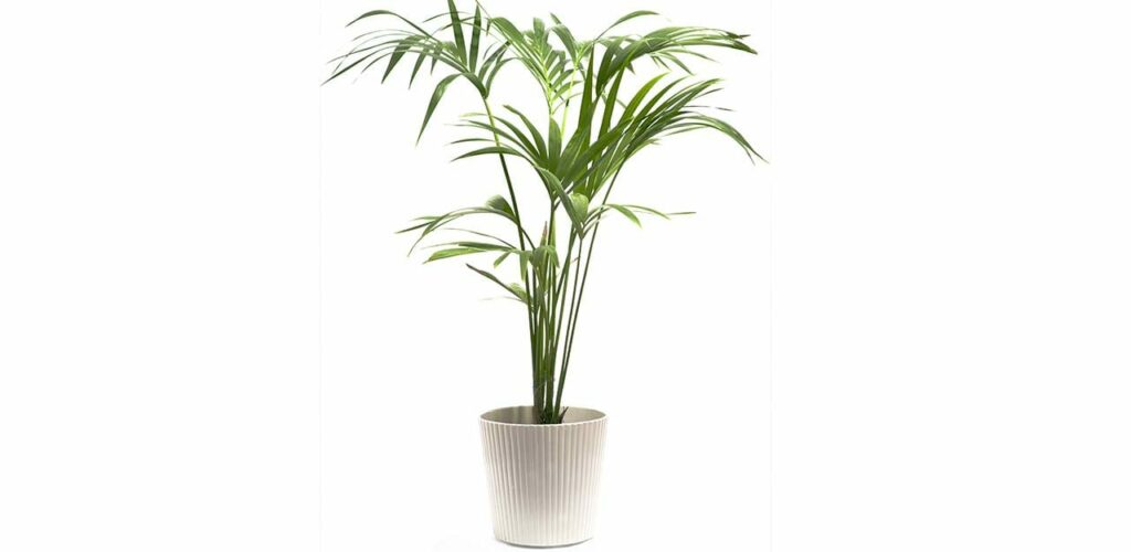 Die Kentia-Palme ist als Zimmerpflanze eine Bereicherung für Hobby- und Profigärtner