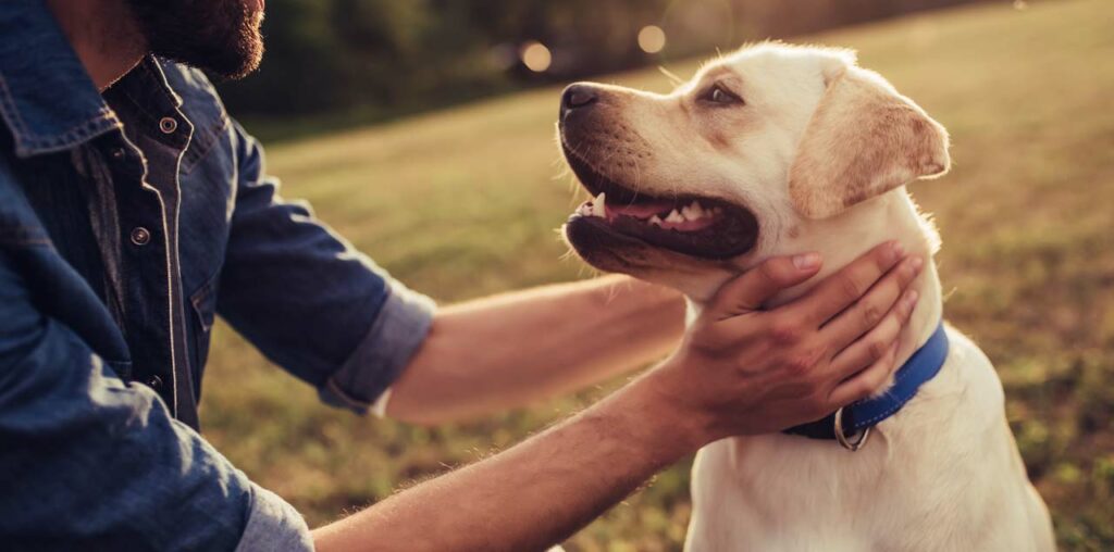 Kieselgur zur Behandlung von Hunden