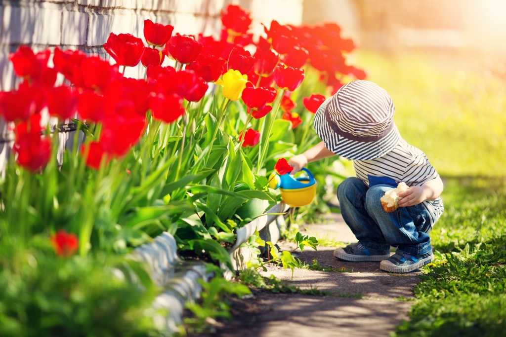Kind gießt Tulpen mit Gartengerät für Kinder