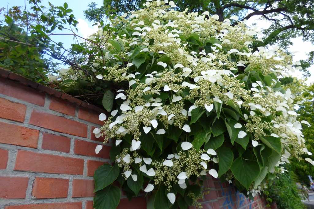Kletterhortensie