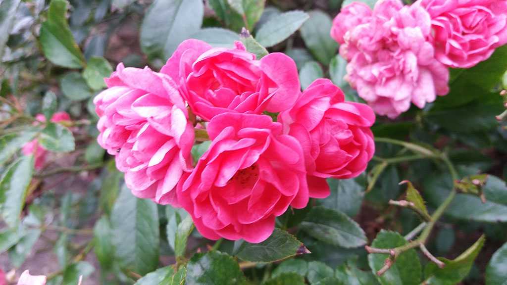 Kletterrose